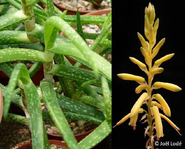 Aloe pendens ©JLcoll.4699